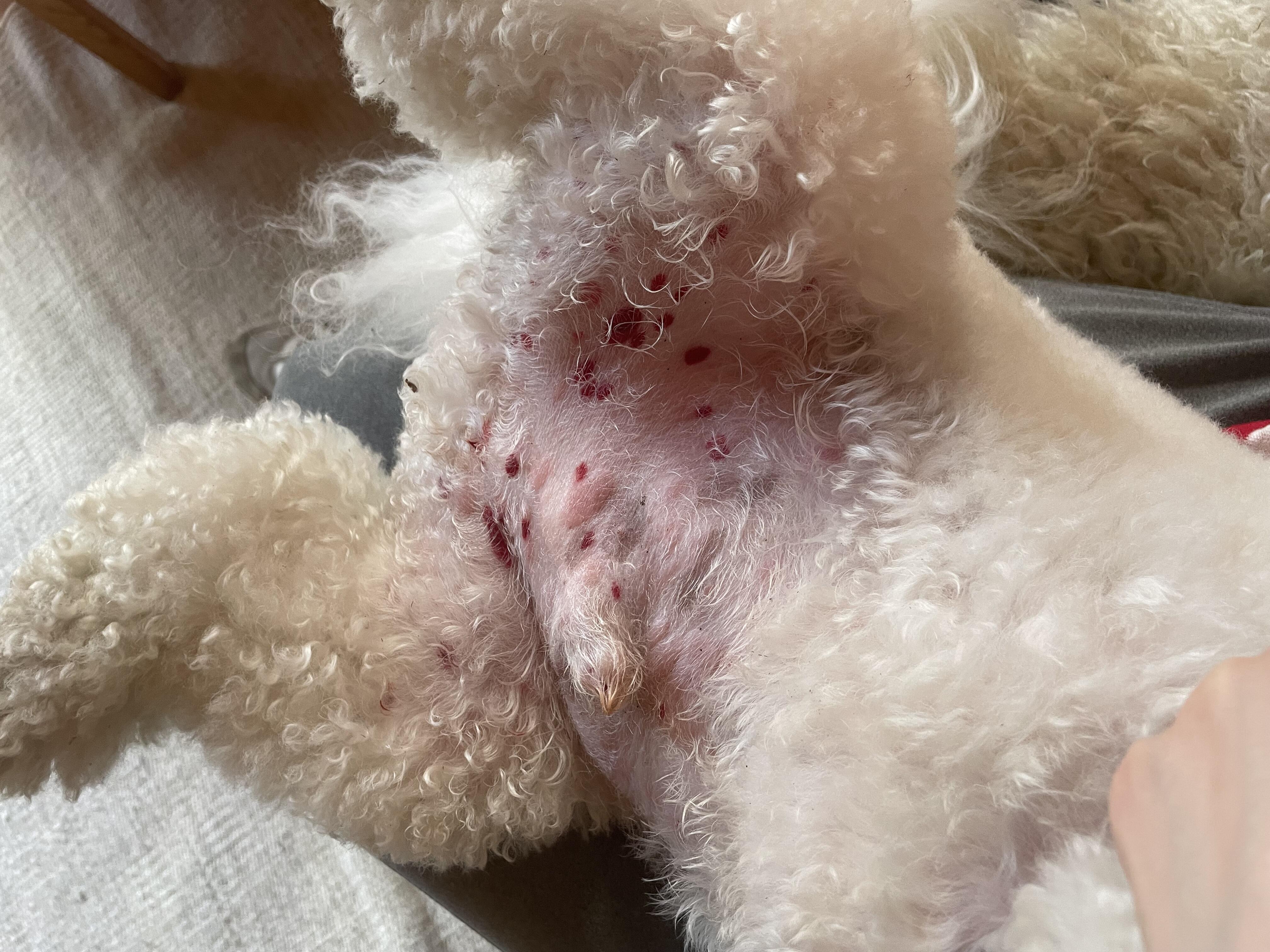 Alergija: jeigu augintinį sugėlė uodai ir jam prasidėjo alerginė reakcija, būtina kreiptis į veterinarijos kliniką.