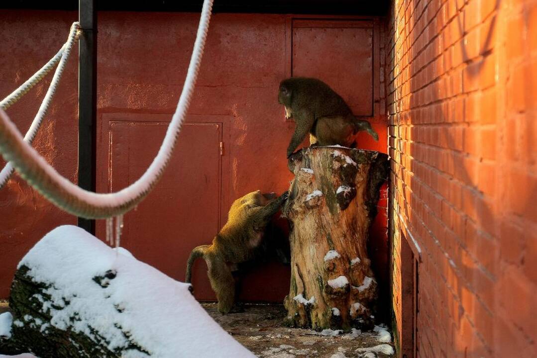 Kauno zoologijos sodo beždžionės prieš šventes netgi gauna dovanų.