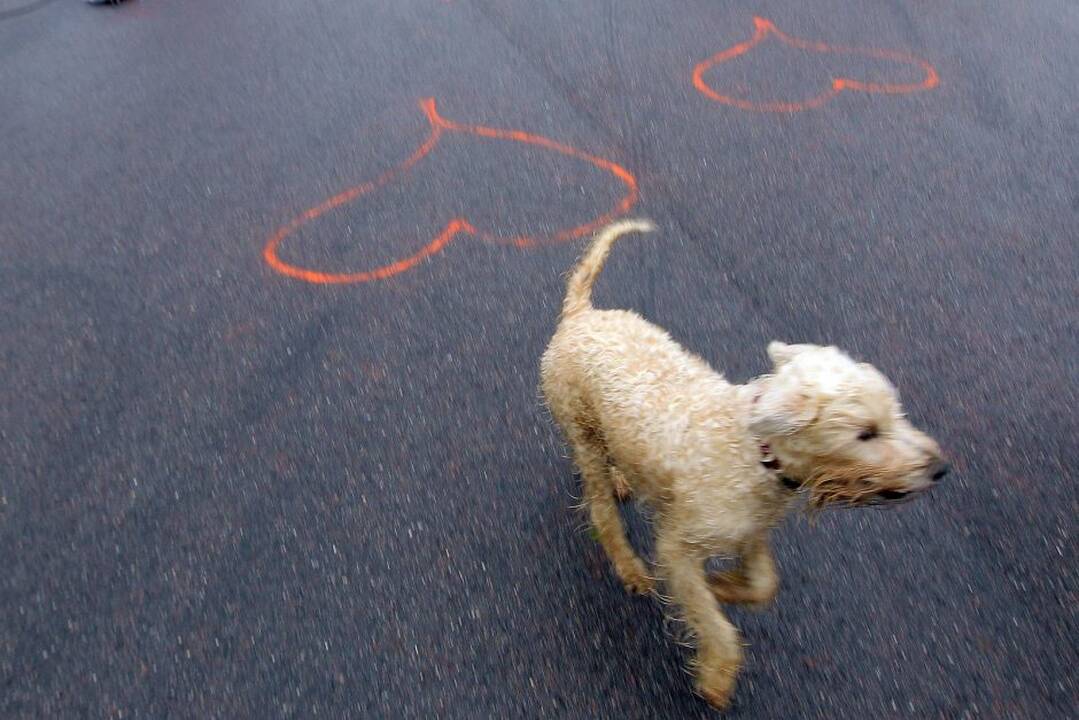 Kačerginėje, Nemuno žiedo lenktynių trasoje vyko bėgimas „Pagauk Valentiną“.