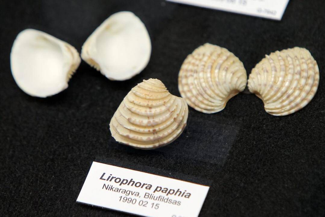 Kriauklių kolekcija T. Ivanausko muziejuje