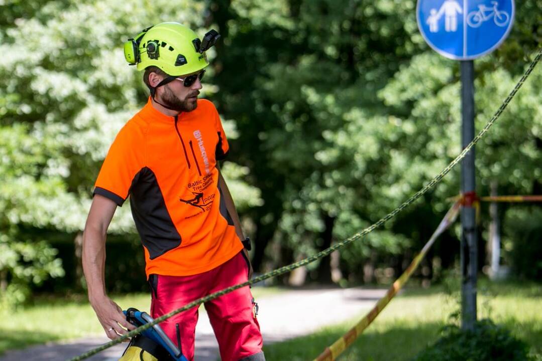 Gamtos paslaptys Kauno ąžuolyne