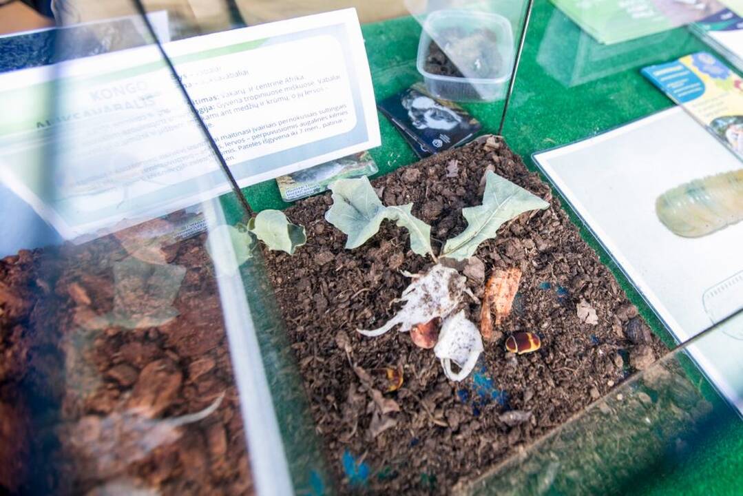 Gamtos paslaptys Kauno ąžuolyne