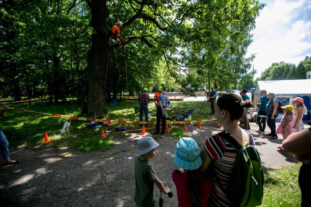 Gamtos paslaptys Kauno ąžuolyne
