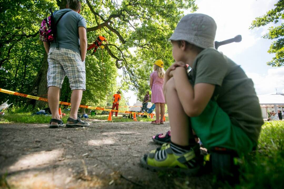 Gamtos paslaptys Kauno ąžuolyne