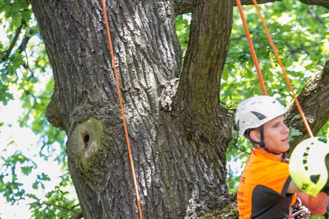 Gamtos paslaptys Kauno ąžuolyne