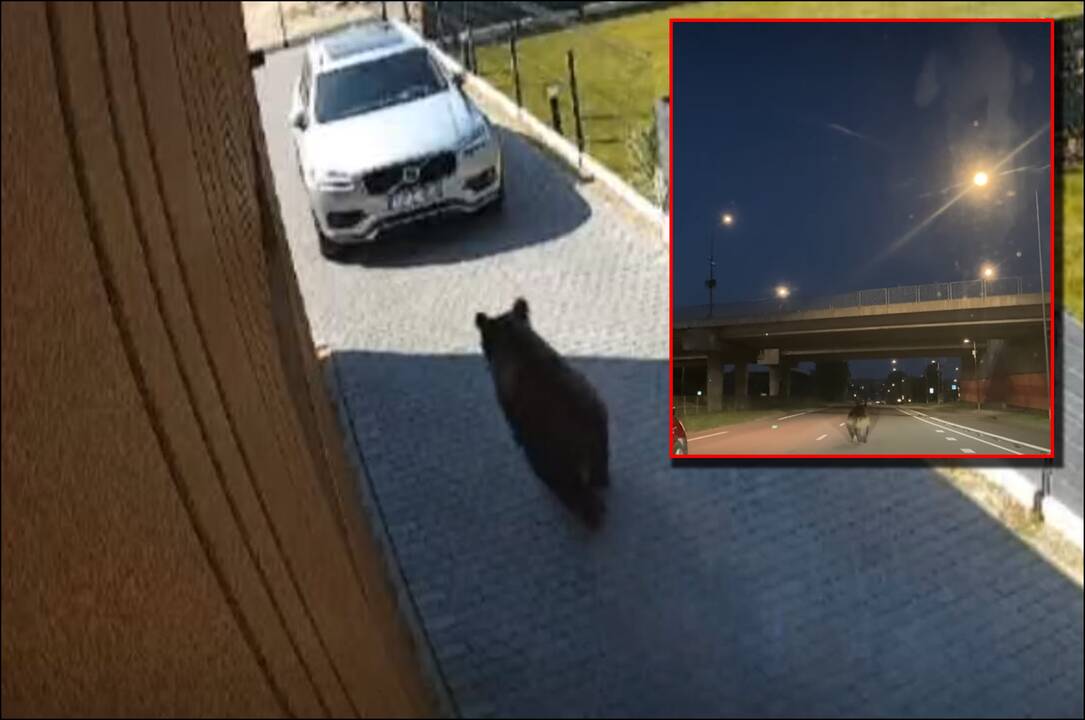 Meška jau pasiekė Vilnių