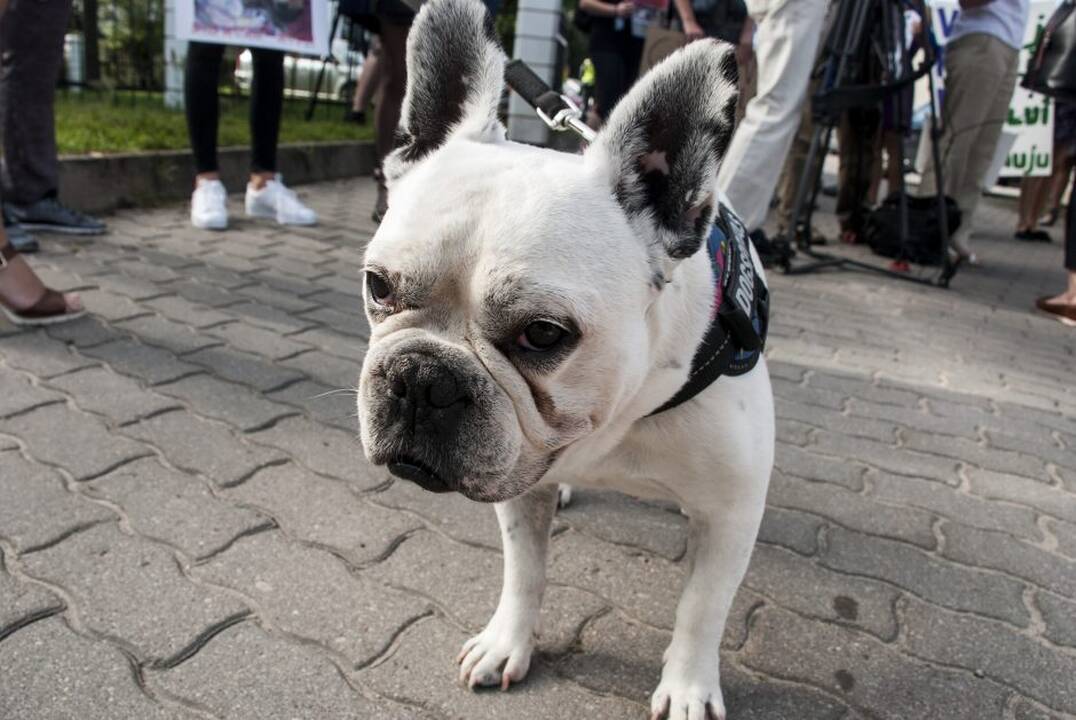 Protestas prie Maisto ir veterinarijos tarnybos