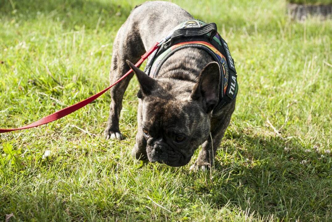 Protestas prie Maisto ir veterinarijos tarnybos