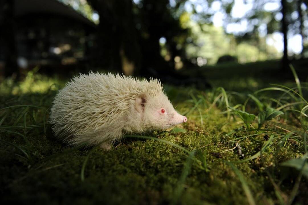 Neįprasti gyvūnai – albinosai