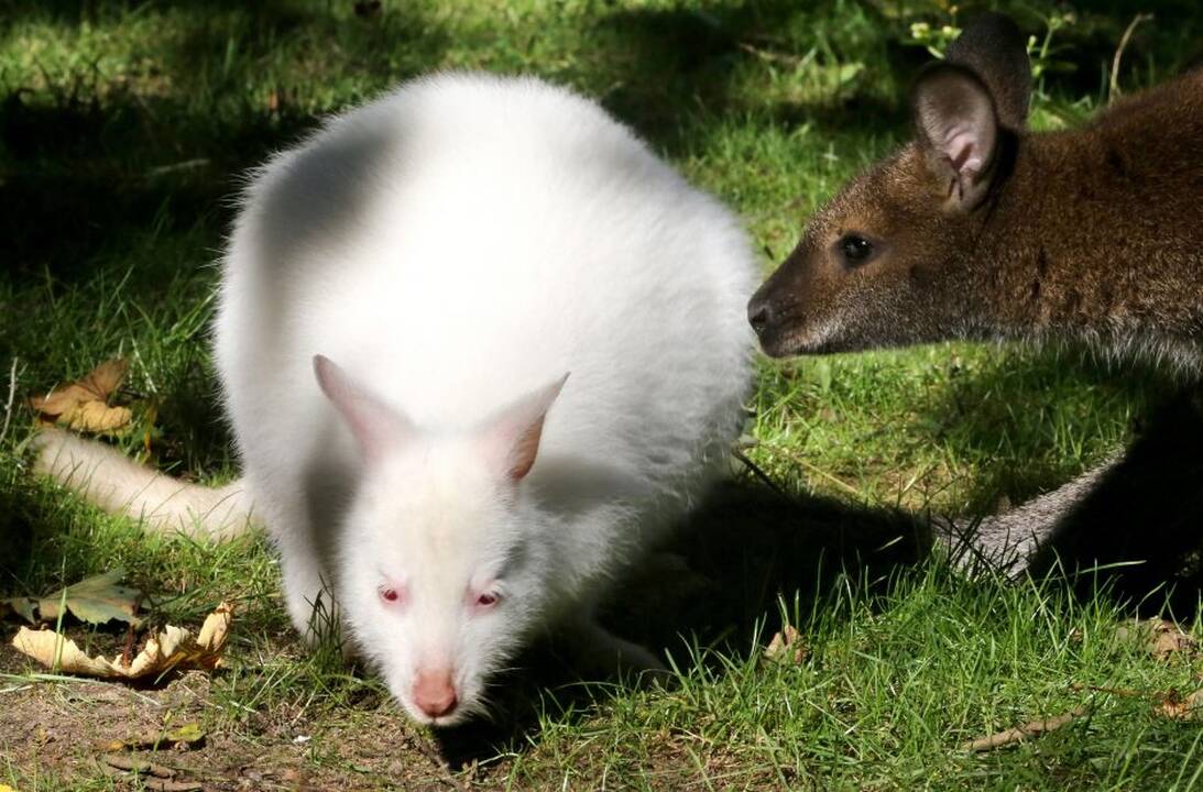Neįprasti gyvūnai – albinosai