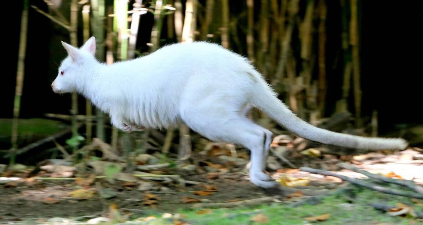 Neįprasti gyvūnai – albinosai