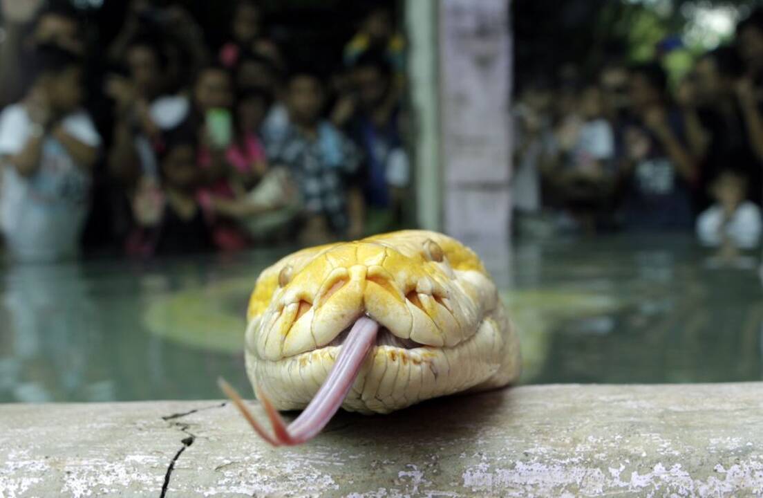 Pitonas
