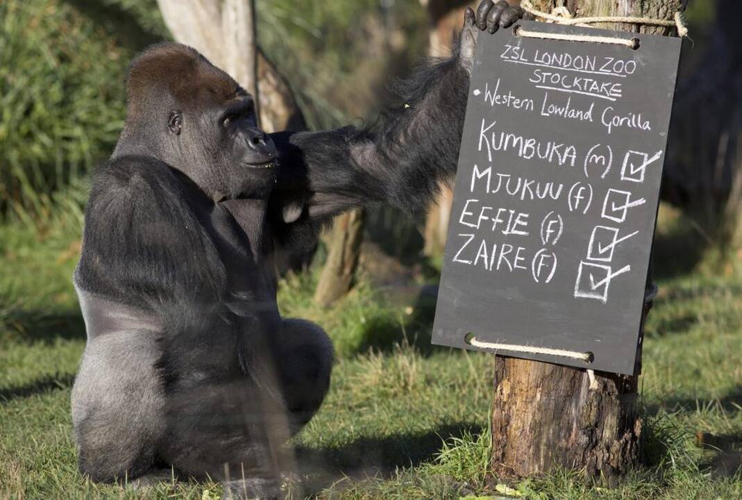 Londono zoologijos sode – žaisminga gyventojų registracija
