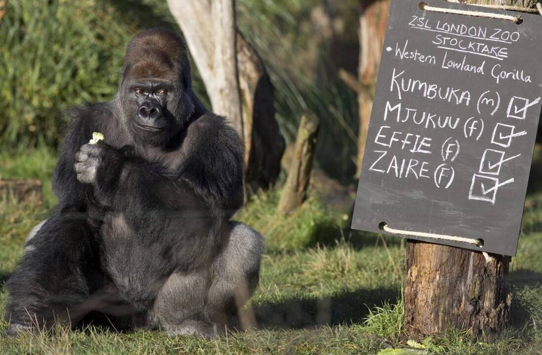 Londono zoologijos sode – žaisminga gyventojų registracija