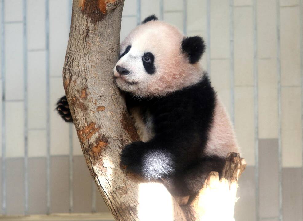 Japonijos zoologijos sode mažylė panda pirmą kartą debiutavo prieš kameras