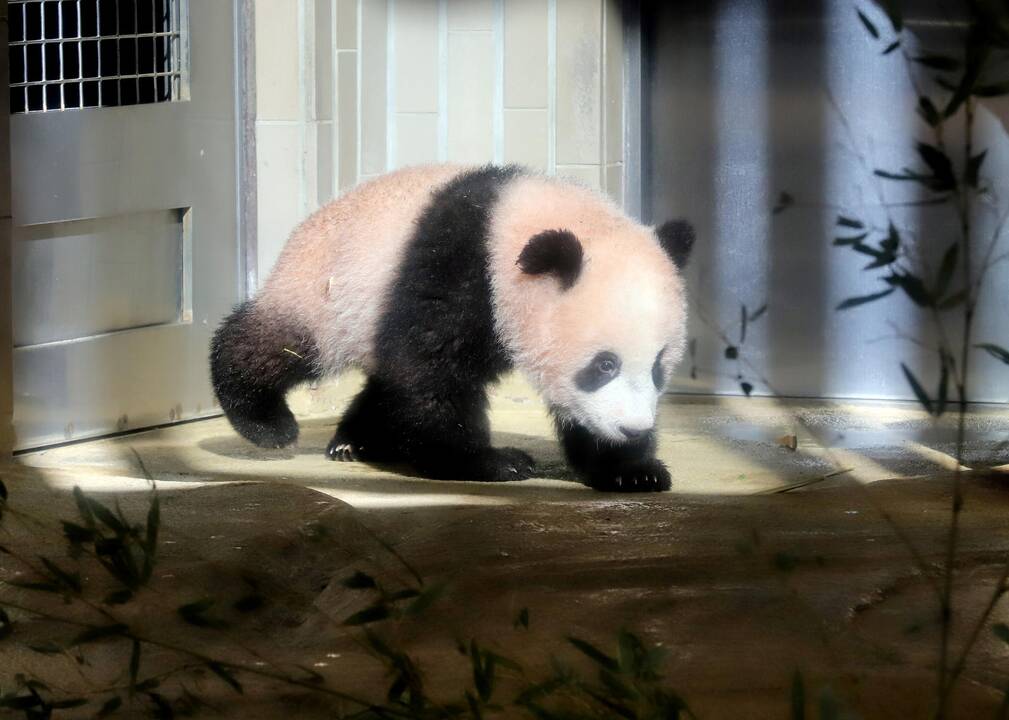 Japonijos zoologijos sode mažylė panda pirmą kartą debiutavo prieš kameras