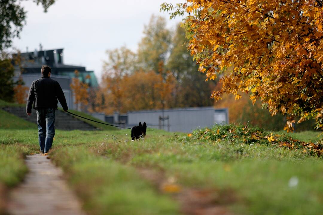 Kriminalistai aiškinasi, kas Šilainiuose pagrobė mišrūną