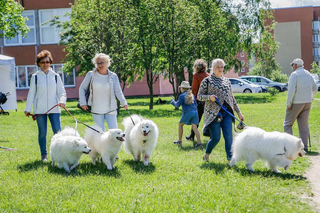 Aitvarų festivalis Klaipėdoje