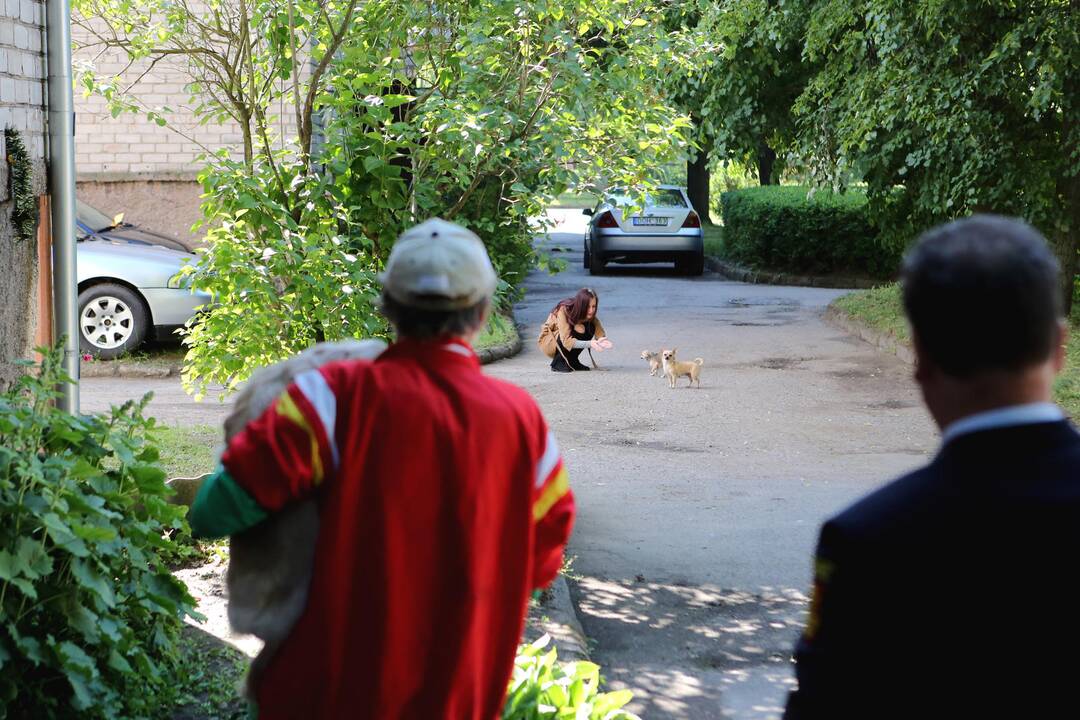 Viešosios tvarkos reidas