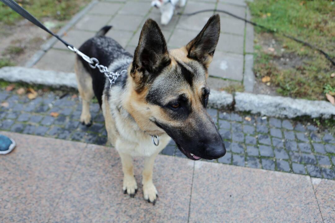Bėgimas su savo augintiniais