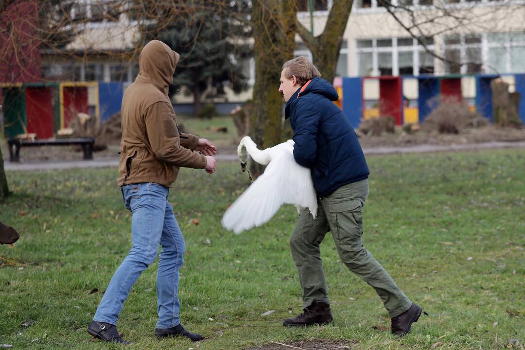 Susivieniję klaipėdiečiai gelbėjo gulbę