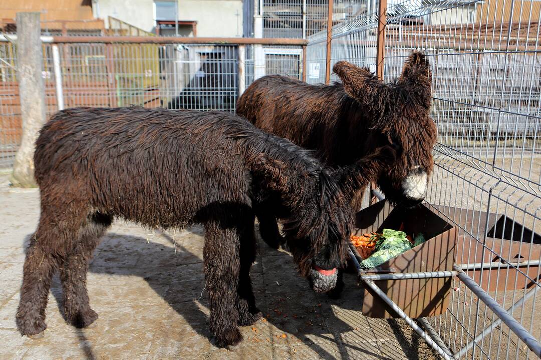 Prancūziški asilai Puatu (Baudet de Poitou)