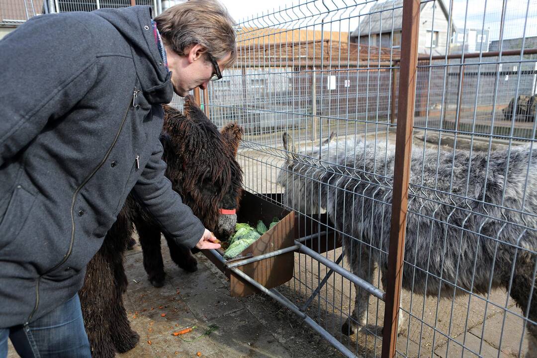 Prancūziški asilai Puatu (Baudet de Poitou)