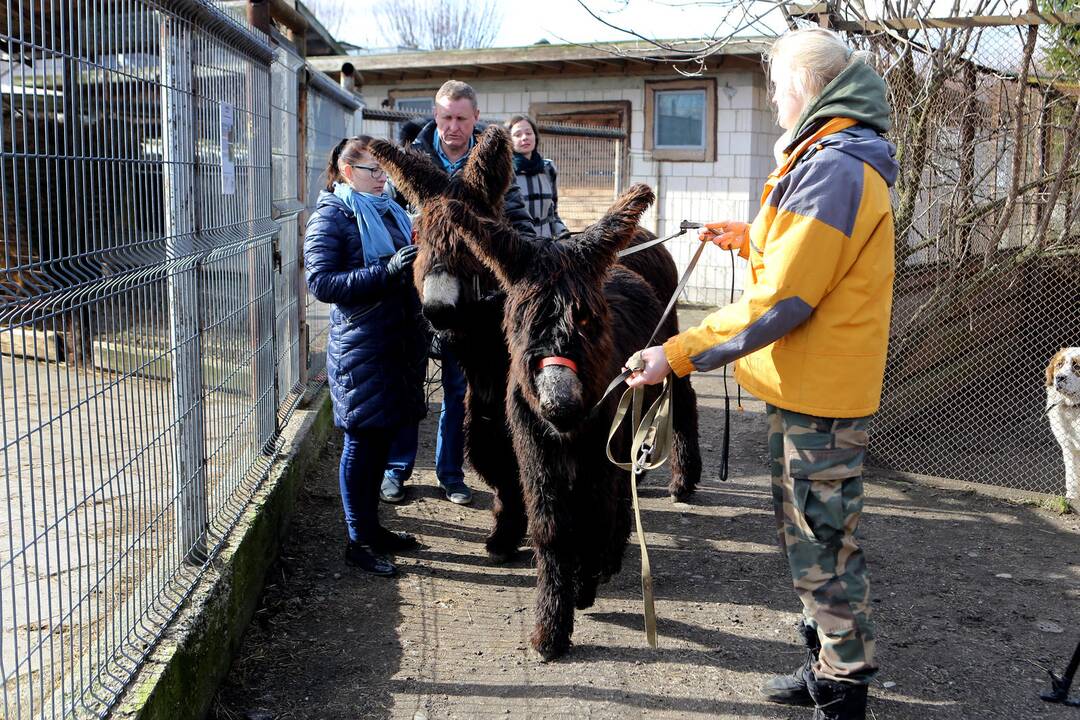 Prancūziški asilai Puatu (Baudet de Poitou)
