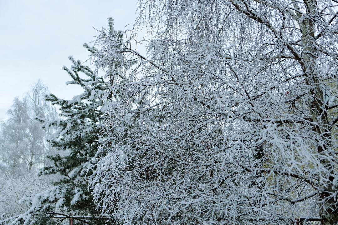 Tradicinis bėgimas "Laisvės kelias"