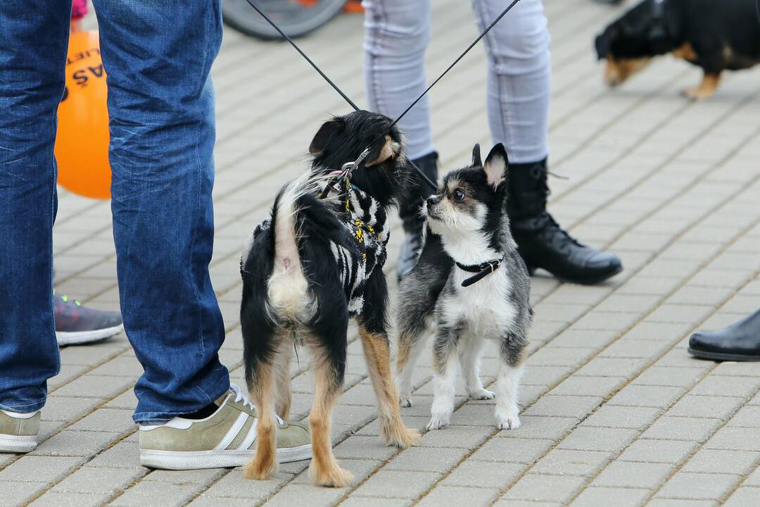 Atvelykio šventė Sąjūdžio parke