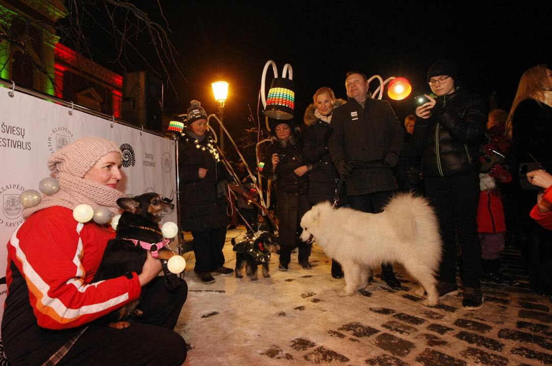 Šviečiančių augintinių paradas