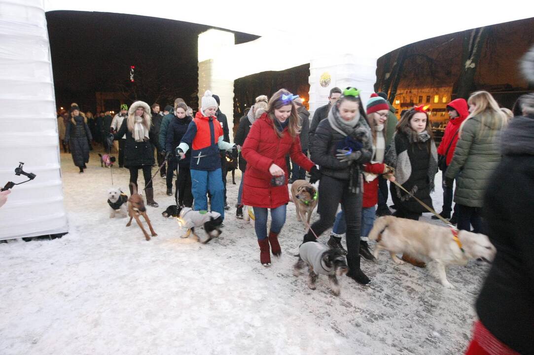 Šviečiančių augintinių paradas