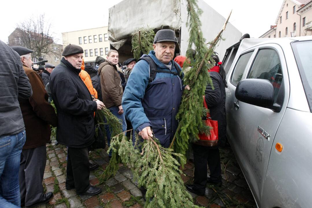 Eglės šakų dalinimas Klaipėdoje