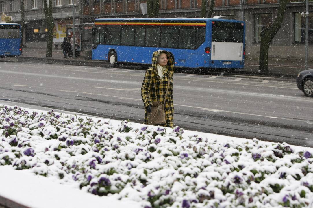 Pirmasis sniegas Klaipėdoje