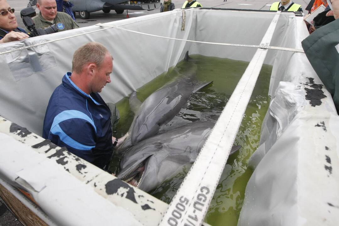 Į Klaipėdą grįžo pirmieji delfinai