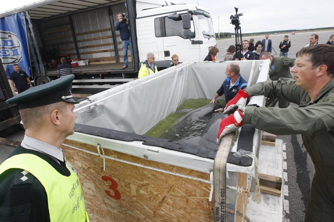 Į Klaipėdą grįžo pirmieji delfinai