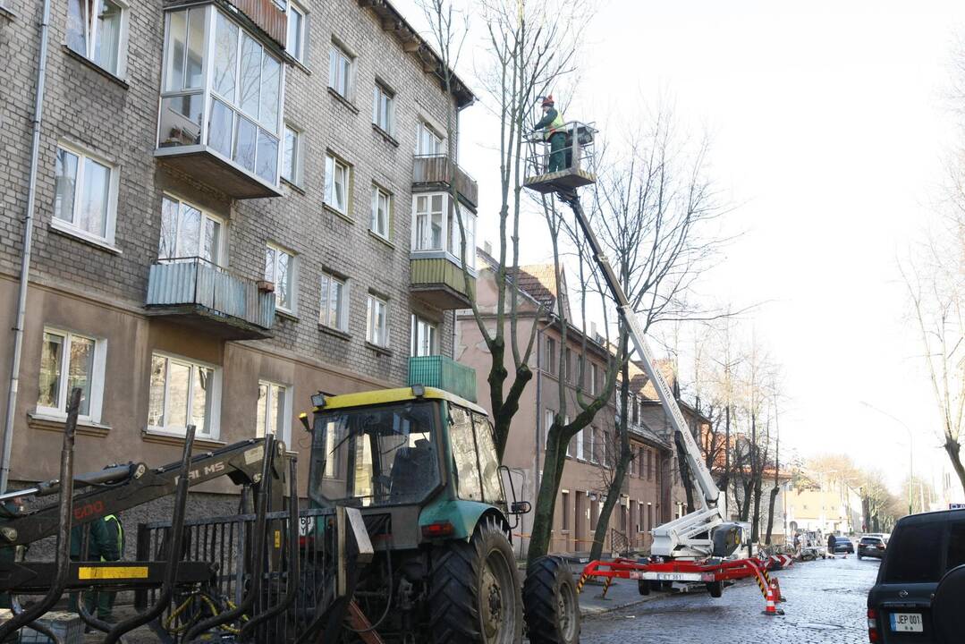 I. Kanto gatvėje bus persodinami medžiai ir remontuojami šaligatviai