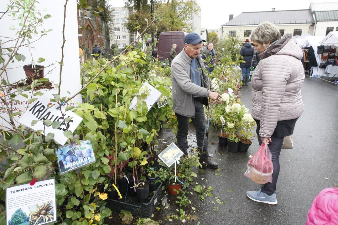 Rudens derliaus ir moliūgo šventė Kretingoje