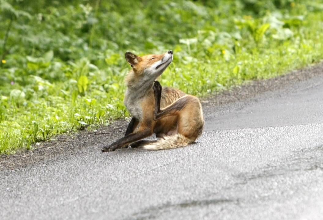 Lapė klaipėdiečiams sukėlė įtarimų