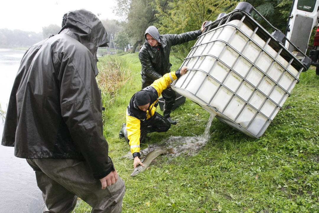 Laukžemių ežero žuvis perkėlė į Trinyčių tvenkinį