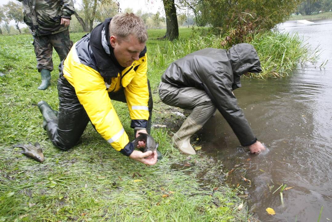 Laukžemių ežero žuvis perkėlė į Trinyčių tvenkinį