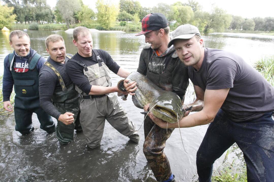 Trinyčiuose apgyvendintas žmogaus dydžio šamas