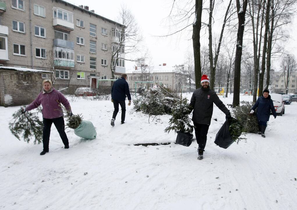 Klaipėdiečių eglutės iškeliauja į zoologijos sodą