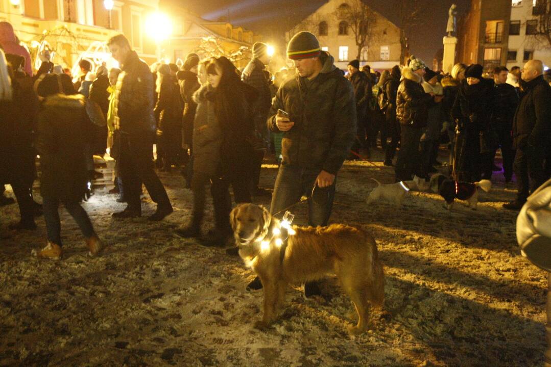 Šviečiančių augintinių paradas