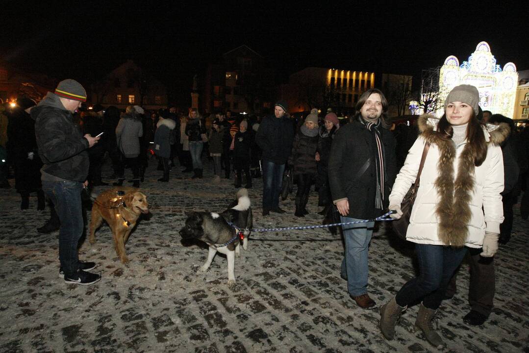 Šviečiančių augintinių paradas