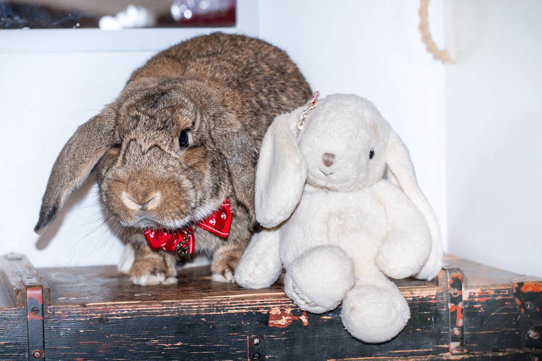 Virsmas: nuo mirties išgelbėtas broileriukas tapo namine, dresuota ir mylima višta Gulbe, kuri nori žmonių dėmesio ir greitai mokosi. 