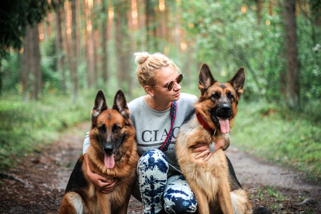 Virsmas: nuo mirties išgelbėtas broileriukas tapo namine, dresuota ir mylima višta Gulbe, kuri nori žmonių dėmesio ir greitai mokosi. 