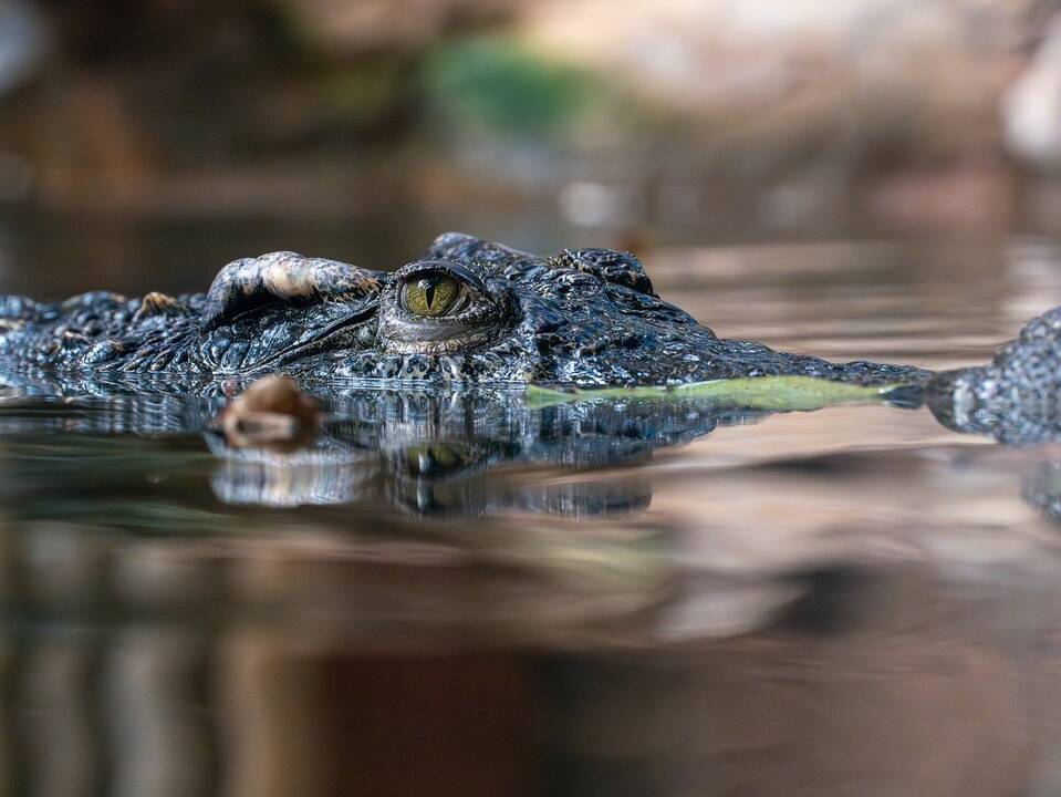 Į upę įkritusį žveją Australijoje prarijo krokodilas