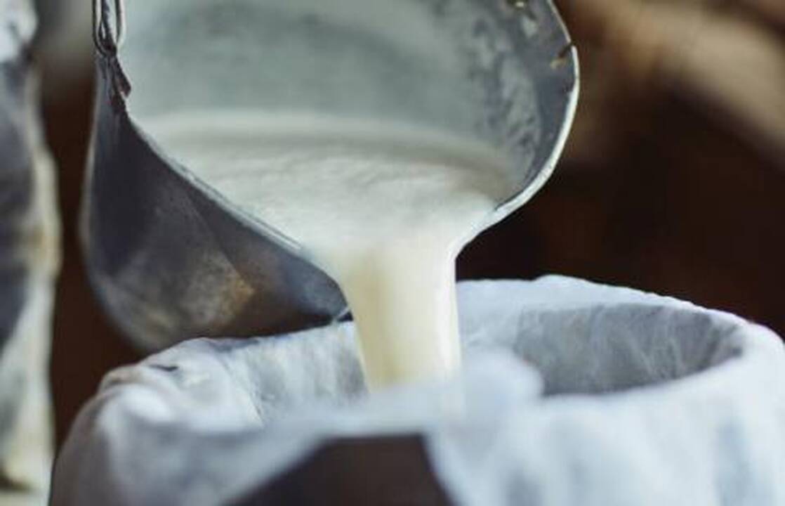 Pieno produktų gamintoja žalią pieną supirkinėjo iš nelegalaus punkto, falsifikavo mėginius