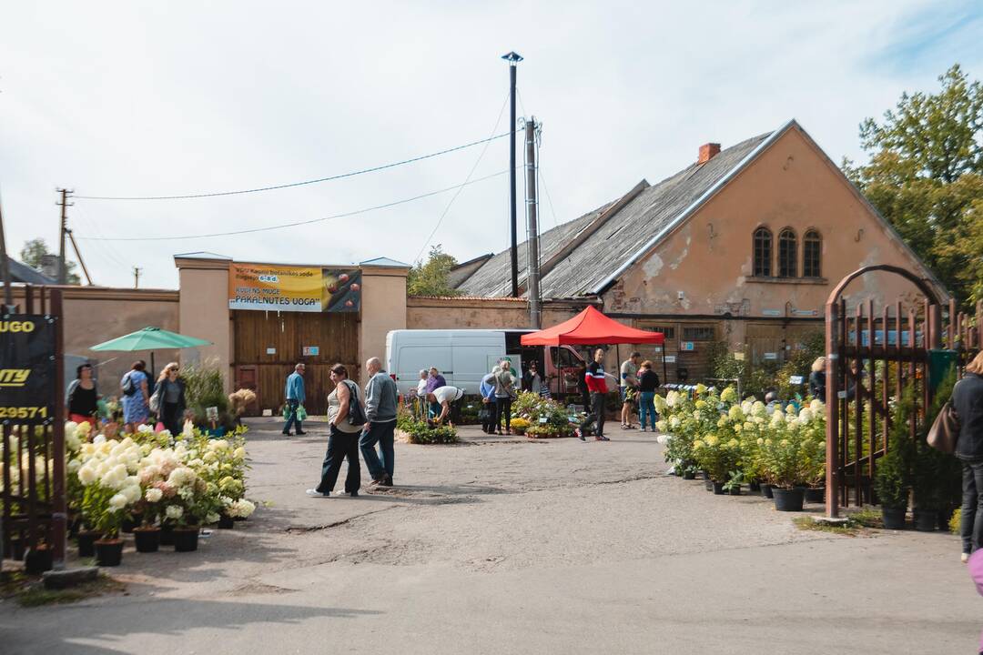 „Pakalnutės uoga“